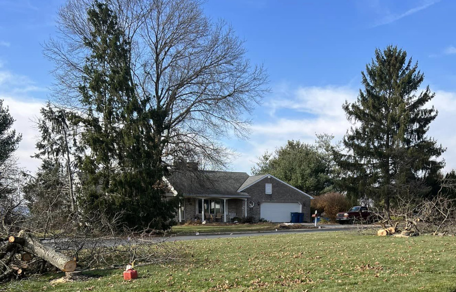 Image of tree service.