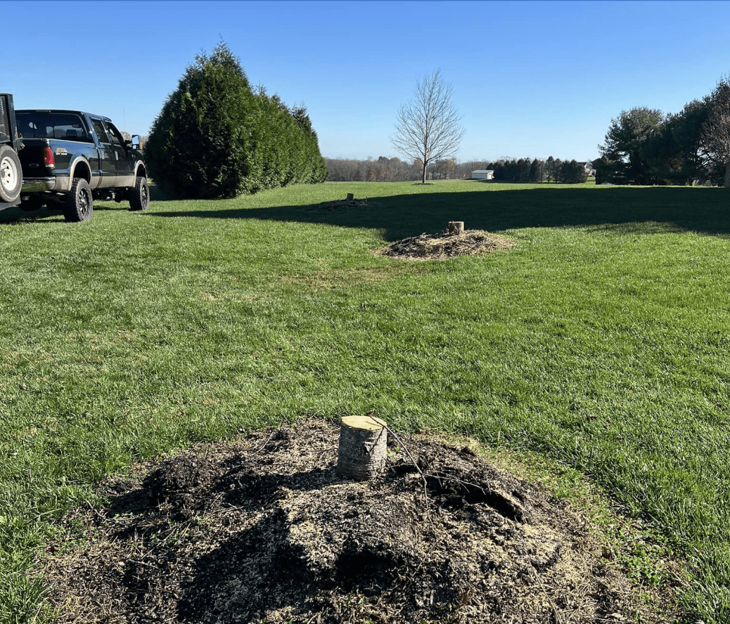 Image of tree service.